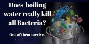 This bacteria survives boiling water