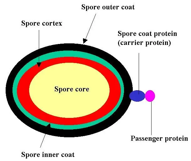 illustrating spores that help bacteria to survive boiling water