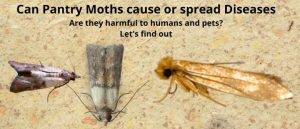 Do pantry moth Larvae or Adults carry Diseases. Are pantry moths really harmful;