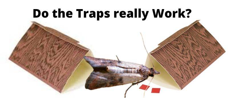 Do Pantry Moth Traps Work