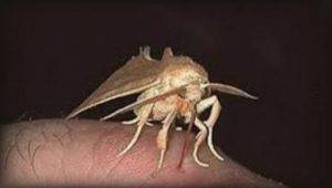 Are Pantry Moths Harmful Do Larvae Or Adults Carry Diseases