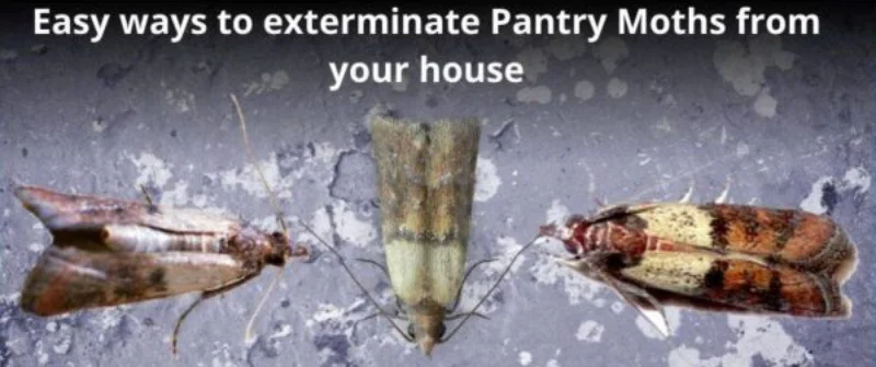 Easy ways to eradicate Pantry Moths