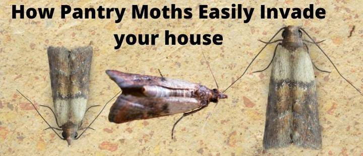 How Do Pantry Moths Get Into The House, How Do I Get Rid Of Moths In My Kitchen Pantry