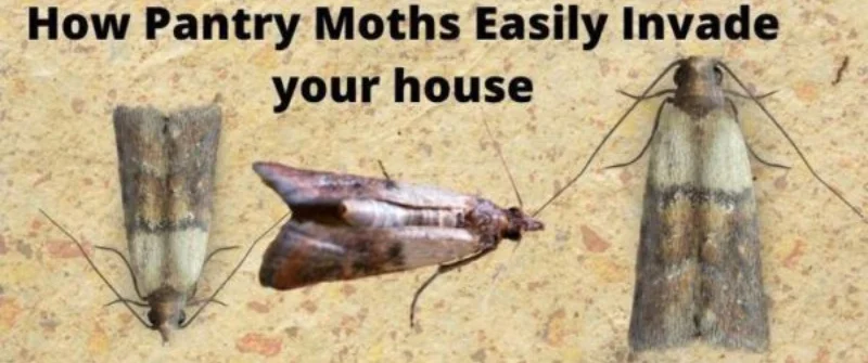 How Pantry Moths Get into the House
