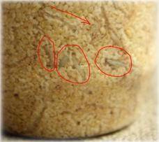 Pantry moth larvae can unknowingly be eaten in cereals or flour
