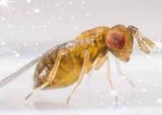 Using Trichogamma wasps to eradicate pantry months from the house