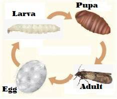 The life cycle of a moth. How long does a pantry moth live as an adult and life cycle. how each exists in the house