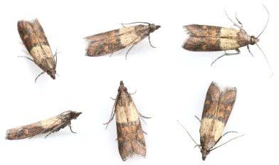 image of pantry moths