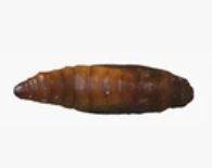 pupa stage of Pantry Moth Life cycle