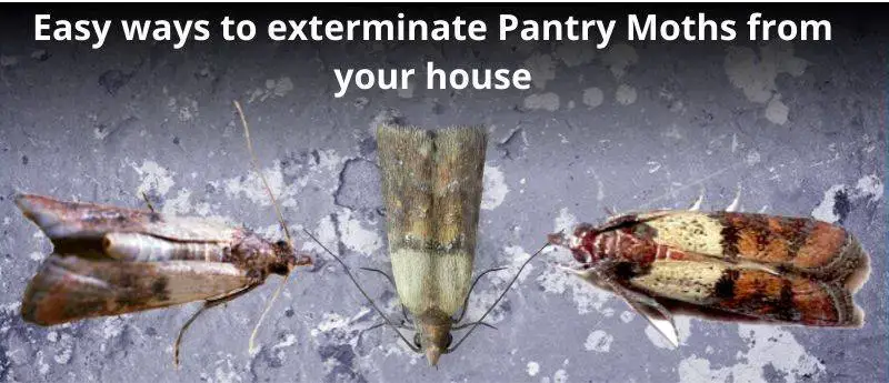 How To Get Rid Of Pantry Moths, How To Get Rid Of Moths In Your Kitchen Cabinets