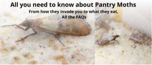 Pantry moth facts and all you need to know to prevent or control them