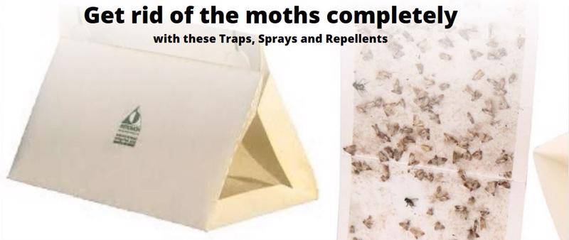 The best pantry moth traps, best moth killers, sprays, and repellents.