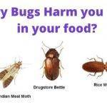 Are Pantry Moths Harmful Do Larvae Or Adults Carry Diseases