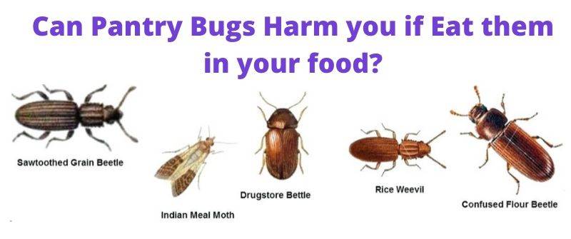 Are Pantry Bugs Harmful if Eaten. Also learn how to get rid of them