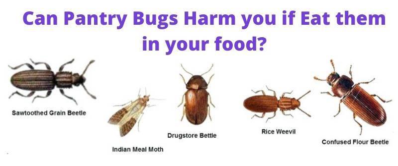 Are Pantry Bugs Harmful if Eaten. Also learn how to get rid of them