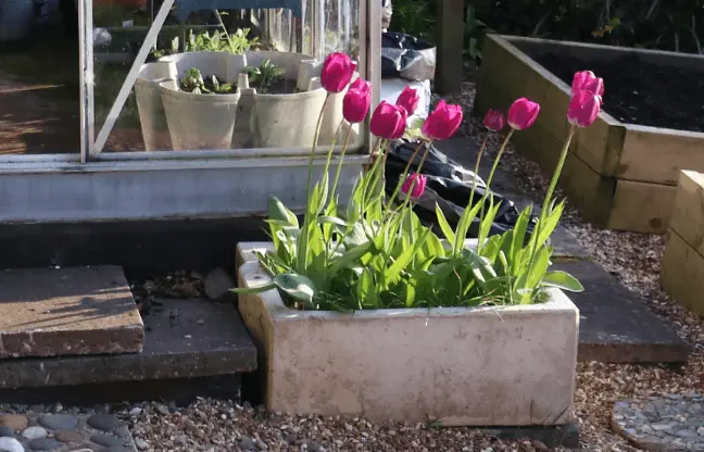 Things to Do With Old Sinks