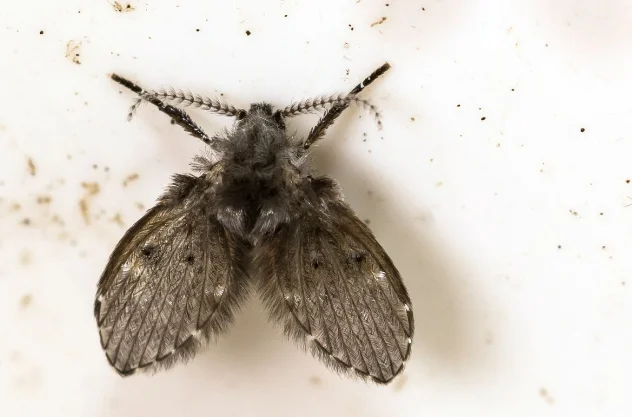 a drain fly