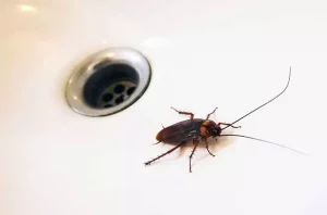 cockroach in kitchen