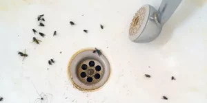 Bugs in the sink