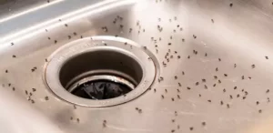 insects in the sink