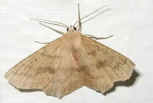 Pantry moths invading the Bedroom