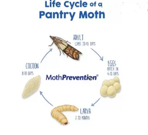 Life Cycle of a Pantry Moth
