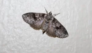 Pantry Moths