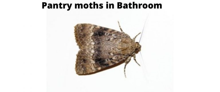 Pantry moths in Bathroom: Where they Lay Eggs, How to Get rid